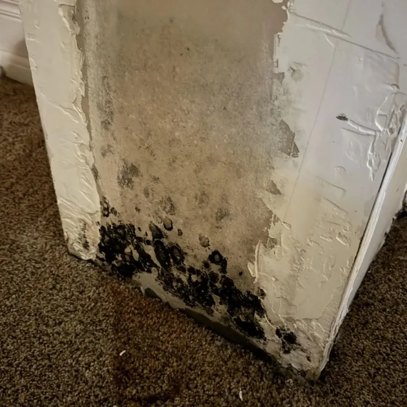 Professional Mold Removal in Wilsonville, OR